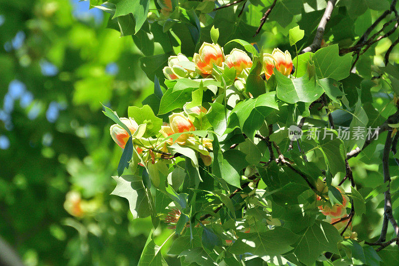 郁金香树花/鹅掌楸郁金香花